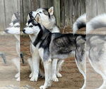 Small #5 Siberian Husky