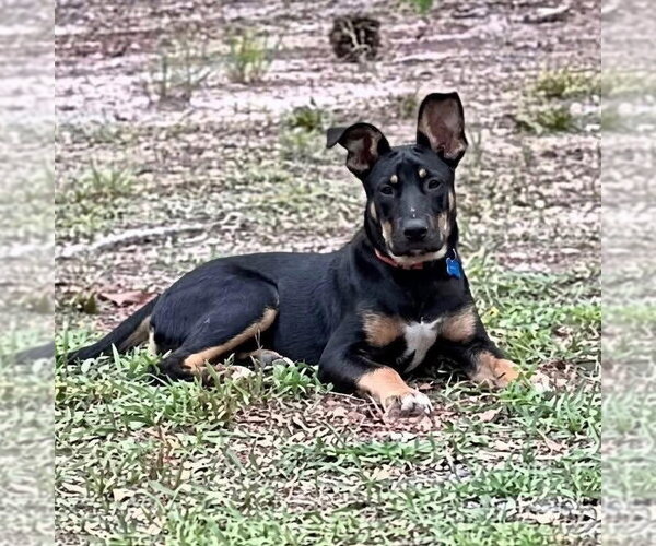 Medium Photo #4 Mutt Puppy For Sale in Canton, CT, USA