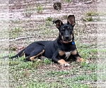 Small #3 Mutt