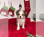 Small Photo #7 Yorkshire Terrier Puppy For Sale in SAINT CLOUD, FL, USA