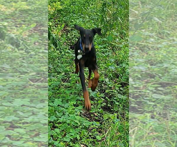 Medium Photo #10 Doberman Pinscher Puppy For Sale in Minneaoplis, MN, USA