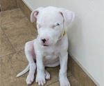Small Photo #8 Dogo Argentino Puppy For Sale in KATY, TX, USA