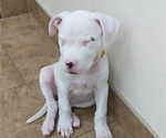 Small #7 Dogo Argentino