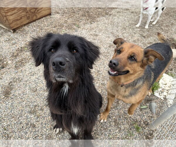 Medium Photo #11 German Shepherd Dog-Unknown Mix Puppy For Sale in Bemidji, MN, USA