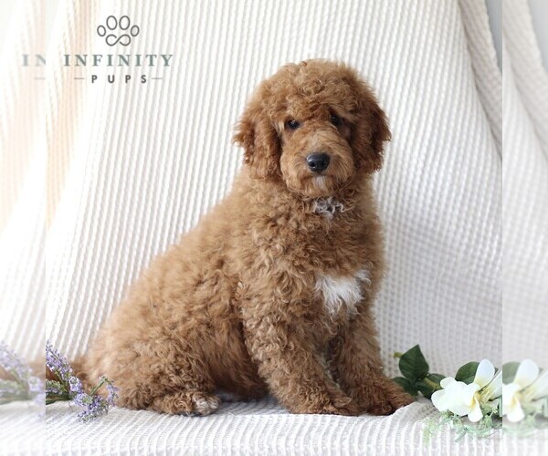Medium Photo #4 Goldendoodle (Miniature) Puppy For Sale in GORDONVILLE, PA, USA