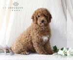 Small Photo #4 Goldendoodle (Miniature) Puppy For Sale in GORDONVILLE, PA, USA