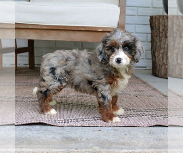 Medium Photo #3 Bernedoodle (Miniature) Puppy For Sale in NARVON, PA, USA