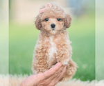 Small Photo #97 Poodle (Toy) Puppy For Sale in WARSAW, IN, USA