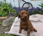 Puppy Willow Irish Doodle