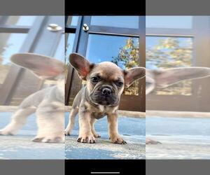 French Bulldog Puppy for sale in BROOKLYN, NY, USA