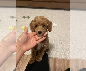 Goldendoodle (Miniature) Puppy for sale in FAIRVIEW, TN, USA