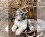 Small Photo #5 Aussiedoodle Puppy For Sale in CHAPEL HILL, NC, USA