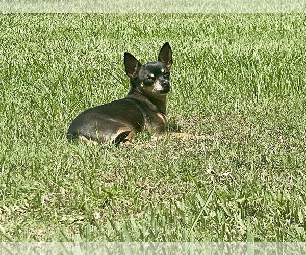 Medium Photo #3 Mutt Puppy For Sale in Gulfport, MI, USA