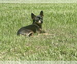 Small #2 Mutt