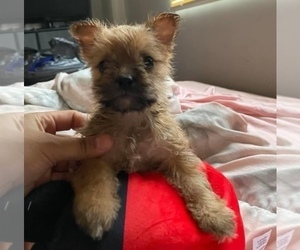 YorkiePoo Puppy for sale in ATLANTA, GA, USA