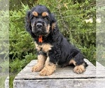 Small #2 Cocker Spaniel