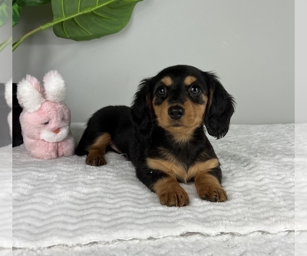 Medium Photo #6 Dachshund Puppy For Sale in FRANKLIN, IN, USA