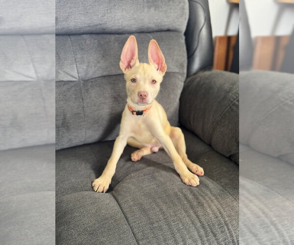 Medium Photo #2 Siberian Husky-Unknown Mix Puppy For Sale in Springdale, PA, USA