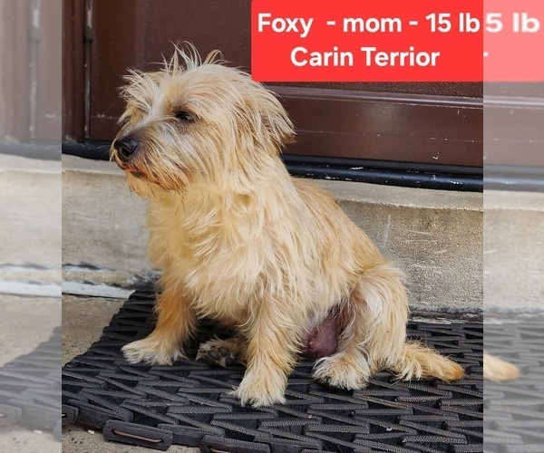 Medium Photo #1 Carkie Puppy For Sale in SAINT PAUL, MN, USA