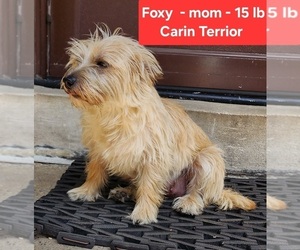 Mother of the Carkie puppies born on 05/17/2025