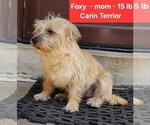 Small Photo #1 Carkie Puppy For Sale in SAINT PAUL, MN, USA
