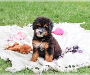 Bernedoodle (Miniature)-Saint Berdoodle Mix Puppy for sale in SYRACUSE, IN, USA