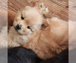 Puppy 6 Chow Chow