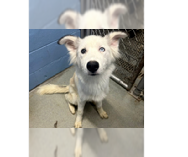 Medium Photo #3 Siberian Husky Puppy For Sale in Evansville, IN, USA