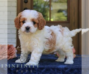 Cavapoo (Miniature) Puppy for sale in NARVON, PA, USA