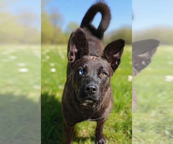 Medium Photo #2 Catahoula Leopard Dog-Unknown Mix Puppy For Sale in Royal Palm Beach, FL, USA