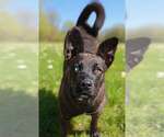 Small #1 Catahoula Leopard Dog Mix