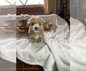 Mal-Shi-Poodle (Miniature) Mix Puppy for sale in MURFREESBORO, AR, USA