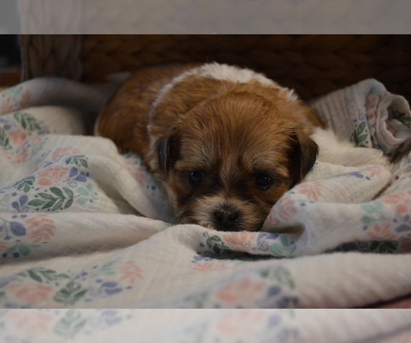 Medium Photo #3 Mal-Shi Puppy For Sale in GREENWOOD, WI, USA