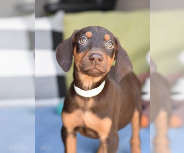 Medium Photo #2 Doberman Pinscher-Unknown Mix Puppy For Sale in Brewster, NY, USA