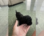 Small #4 Cavapoo-Poodle (Toy) Mix