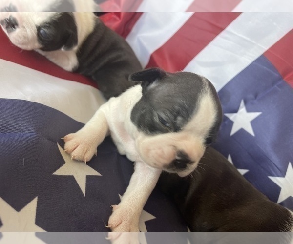 Medium Photo #7 Boston Terrier Puppy For Sale in VACAVILLE, CA, USA