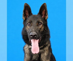 German Shepherd Dog Dogs for adoption in Pasadena, CA, USA