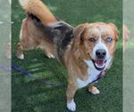 Small #1 Border Collie Mix