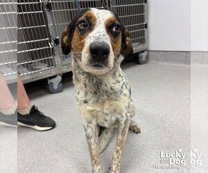 Mutt Dogs for adoption in Washington, DC, USA