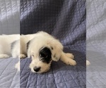 Small Photo #9 Australian Cattle Dog-Poodle (Miniature) Mix Puppy For Sale in NEWPORT BEACH, CA, USA