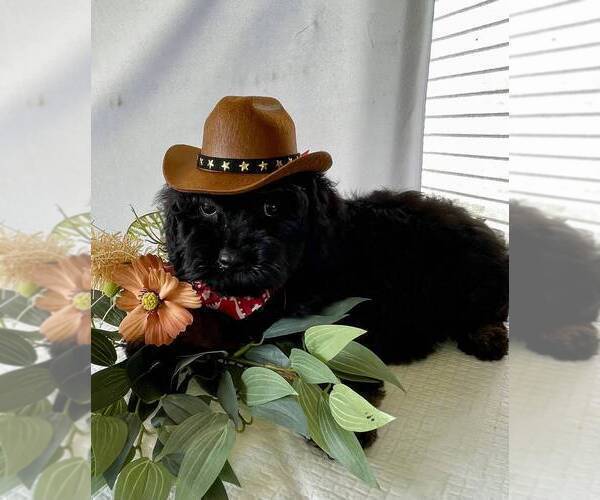 Medium Photo #15 Schnoodle (Miniature) Puppy For Sale in SYLVANIA, GA, USA