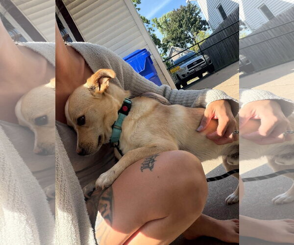 Medium Photo #2 Chihuahua-Unknown Mix Puppy For Sale in New London, WI, USA