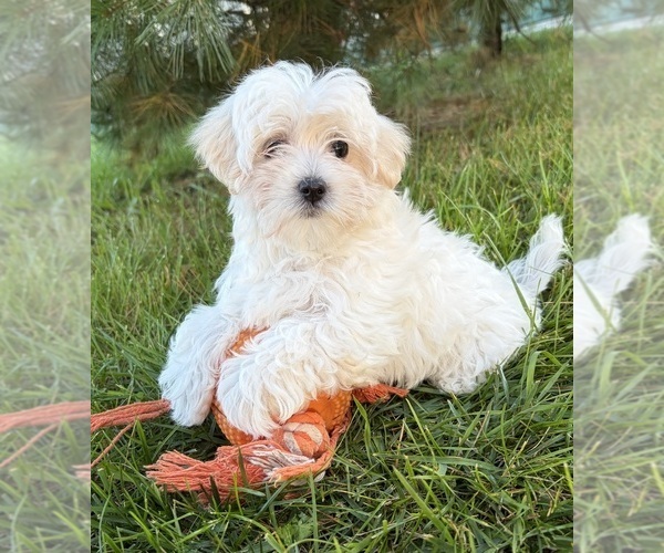 Medium Photo #1 Maltese Puppy For Sale in MIDDLEBURY, IN, USA