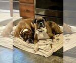 Small #4 Boxer