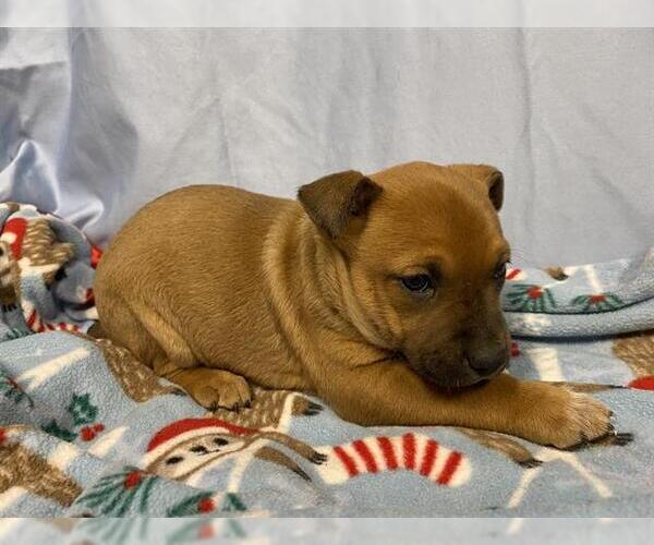 Medium Photo #1 Mutt Puppy For Sale in Modesto, CA, USA