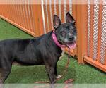Small #1 American Pit Bull Terrier Mix