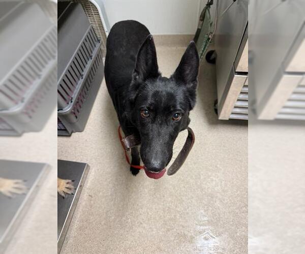 Medium Photo #1 German Shepherd Dog Puppy For Sale in Bakersfield, CA, USA