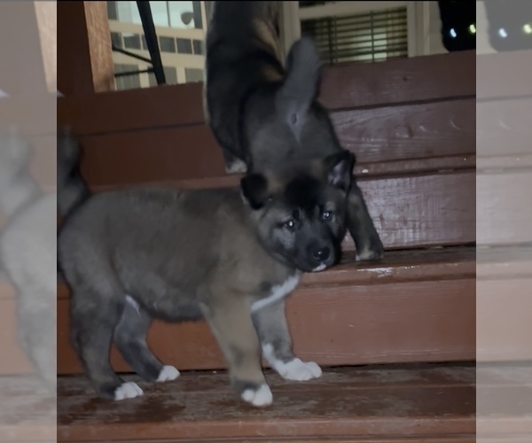 Medium Photo #5 Akita Puppy For Sale in LOUISVILLE, KY, USA