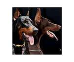Small Photo #22 Doberman Pinscher Puppy For Sale in PORTLAND, OR, USA
