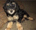 Small Photo #8 Aussie-Poo Puppy For Sale in LINCOLN, AL, USA